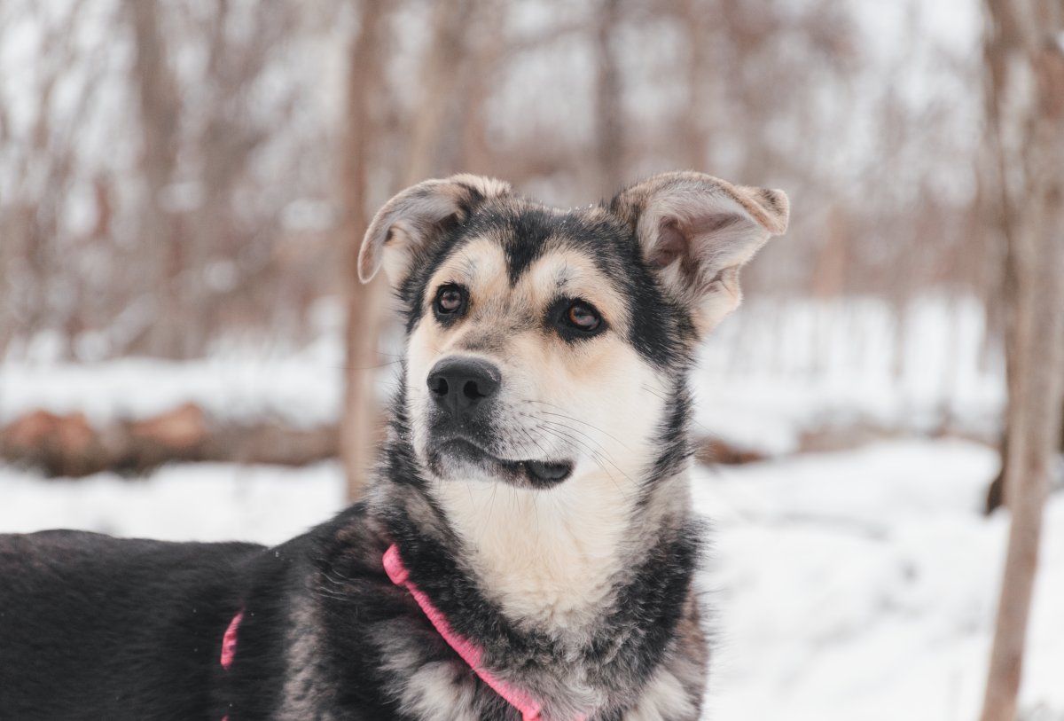 Ная из приюта Красная сосна