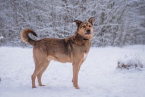 Немо из Красной сосны