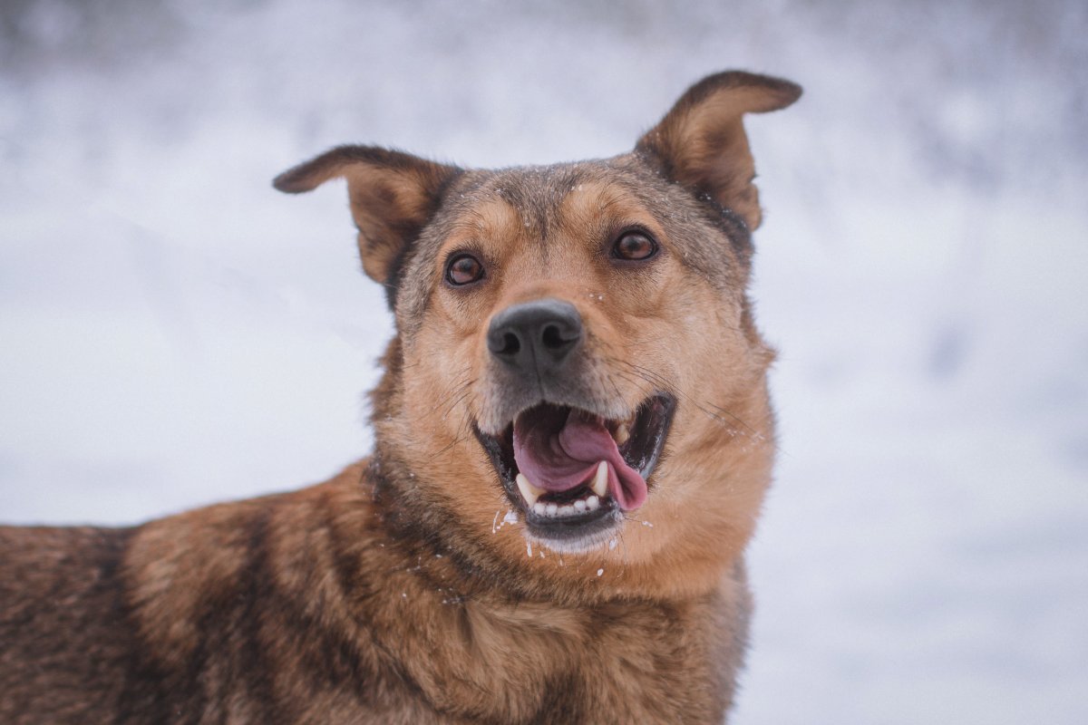 Немо из приюта Красная сосна