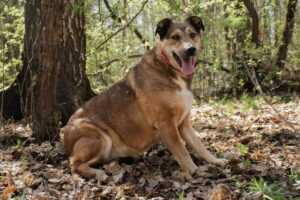 Нури из Красной сосны