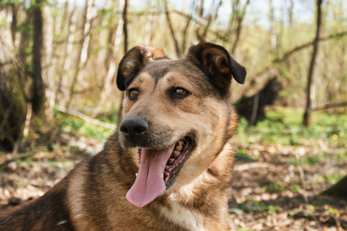Нури из приюта Красная сосна