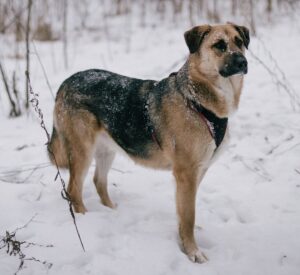 Оушен из приюта Красная сосна