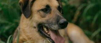 Оушен из Красной сосны