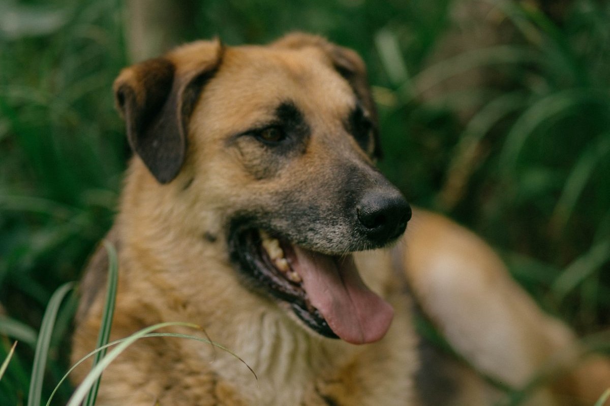 Оушен из Красной сосны