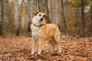 Плюш из Красной сосны