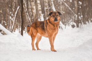 Рига из Красной сосны