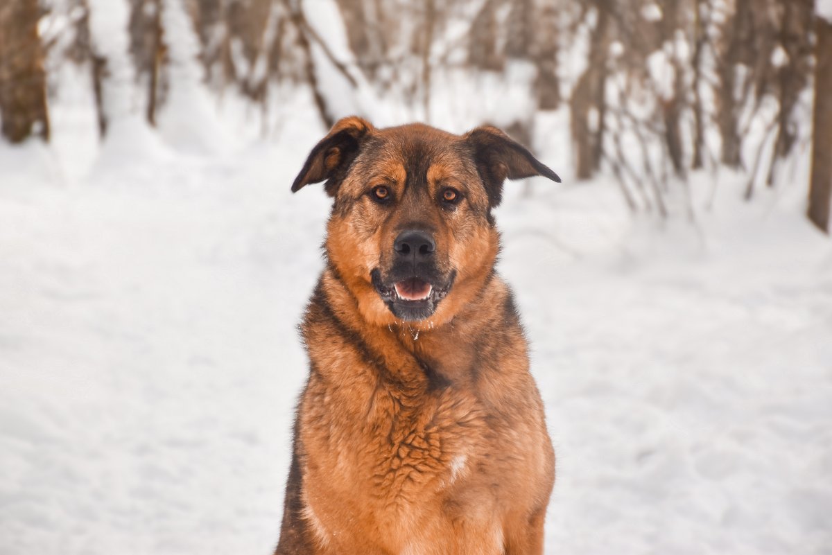 Рига из приюта Красная сосна