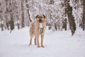 Саймон из Красной сосны