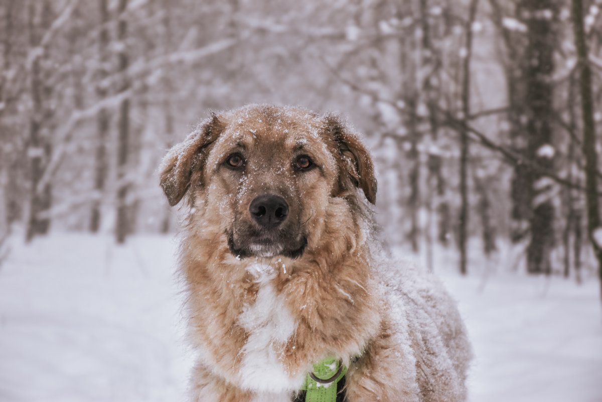 Саймон из приюта Красная сосна
