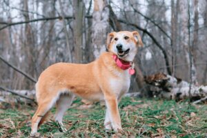 Сария из Красной сосны