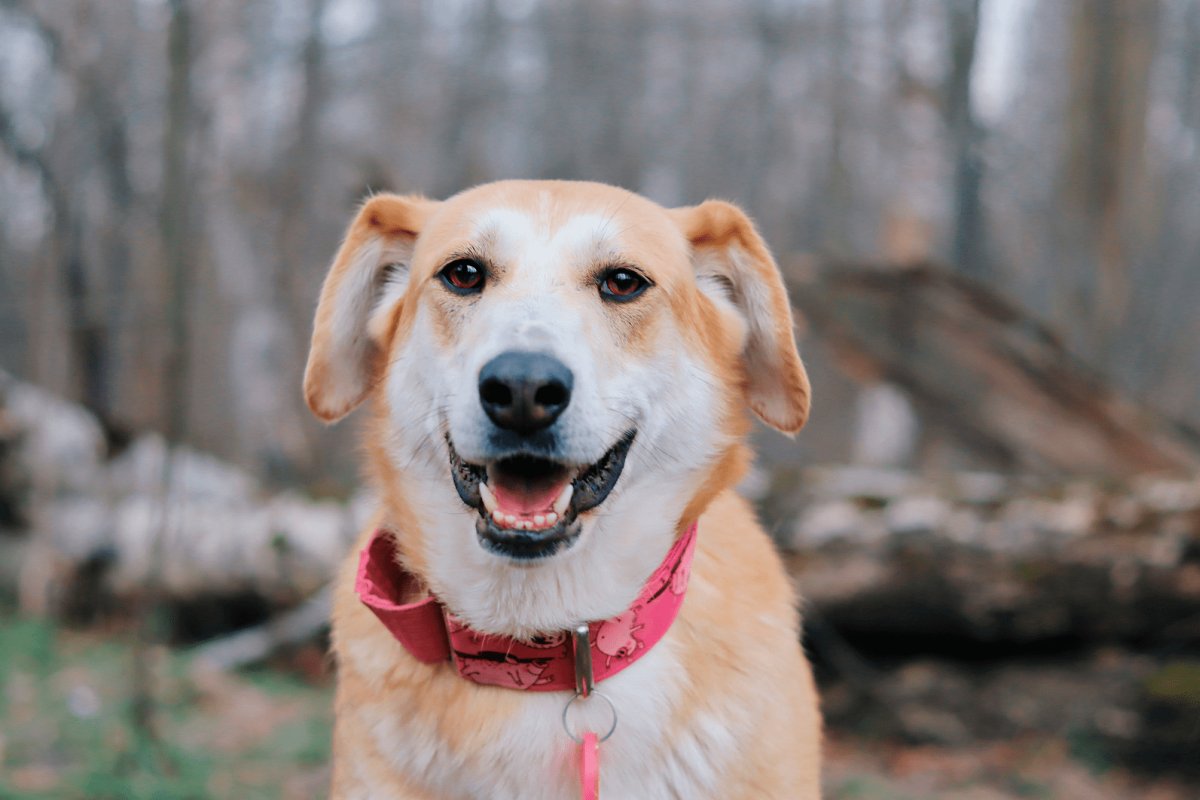 Сария из приюта Красная сосна