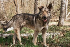 Степашка из Красной сосны