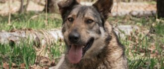 Стёпа из приюта Красная сосна