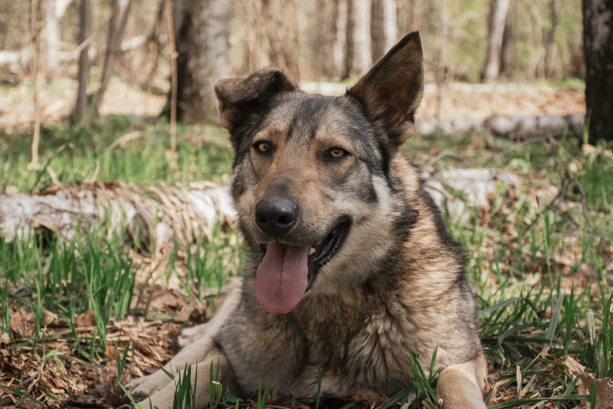 Стёпа из приюта Красная сосна