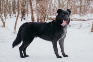 Тагир из Красной сосны