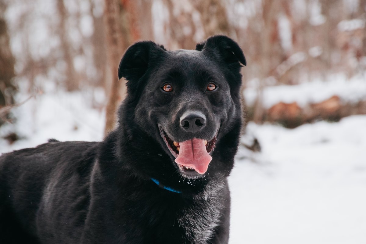 Тагир из приюта Красная сосна