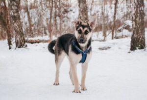 Цукат из приюта Красная сосна