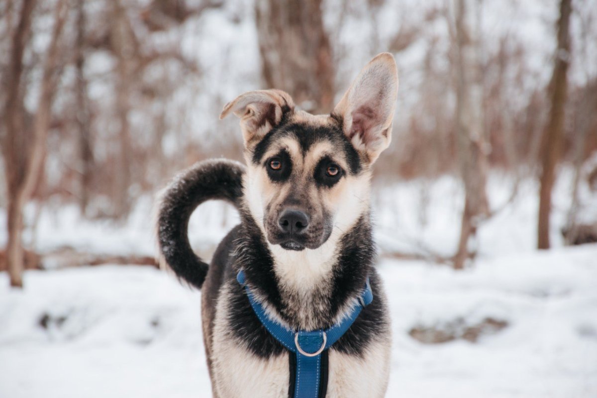 Цукат из приюта Красная сосна