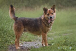 Жардан из Красной сосны