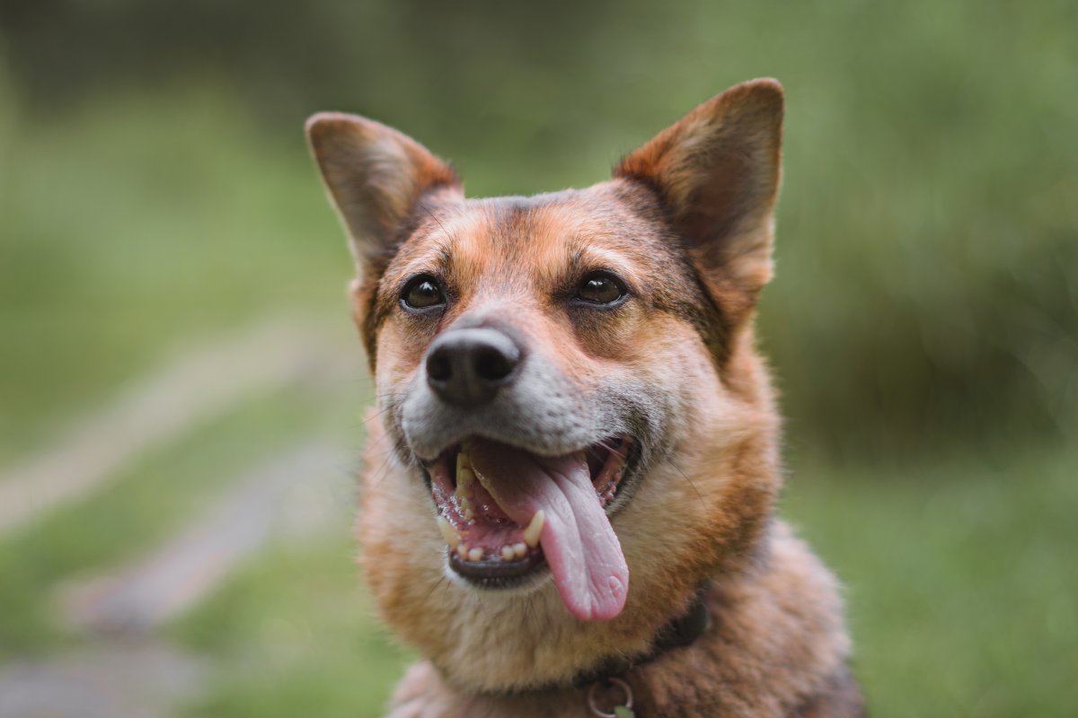 Жардан из приюта Красная сосна