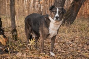 Жиган из Красной сосны