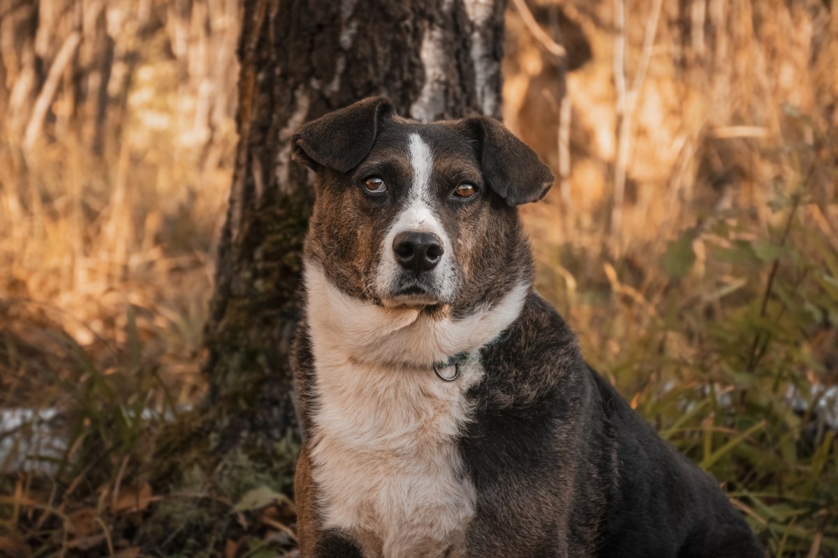 Жиган из приюта Красная сосна