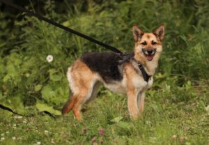 Ханна из приюта Пушистый друг