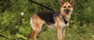 Ханна из приюта Пушистый друг