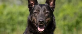 Аля из приюта Зоо Дом