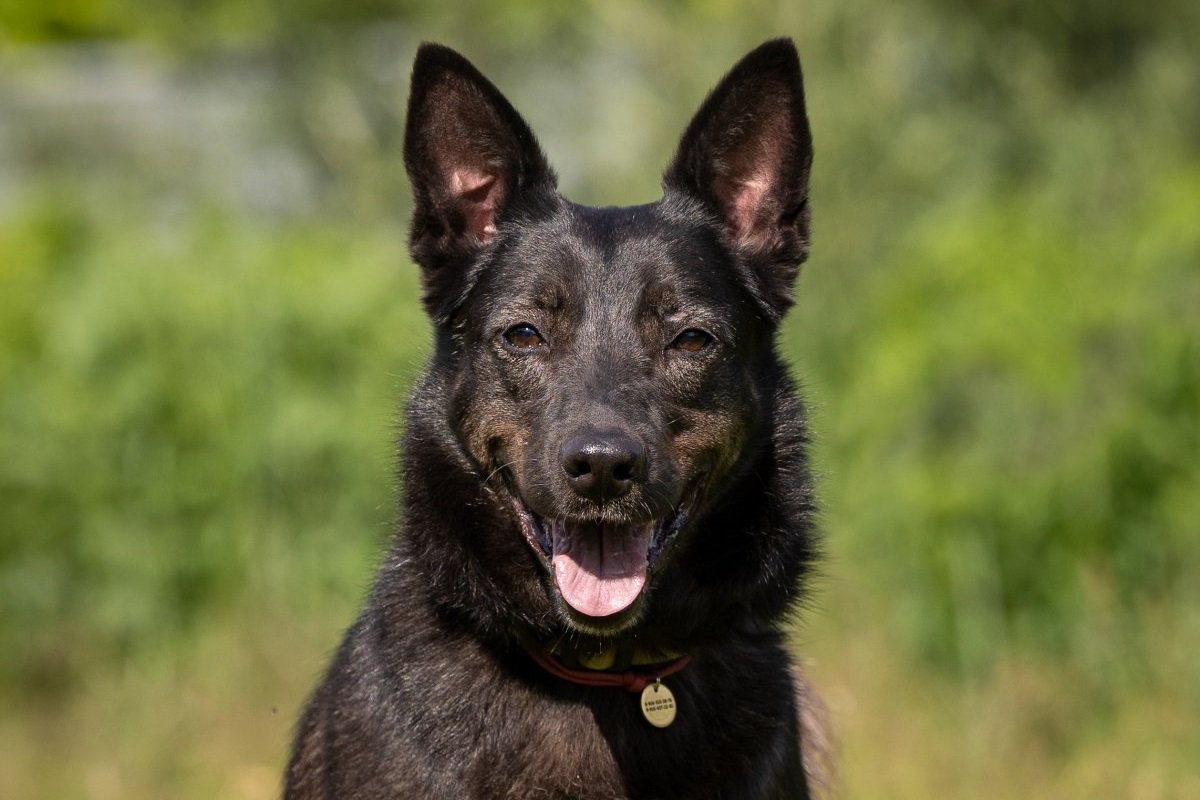 Аля из приюта Зоо Дом