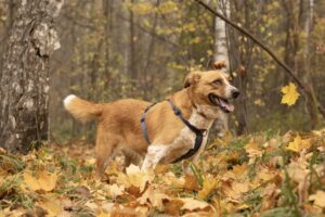 Элия из Красной сосны