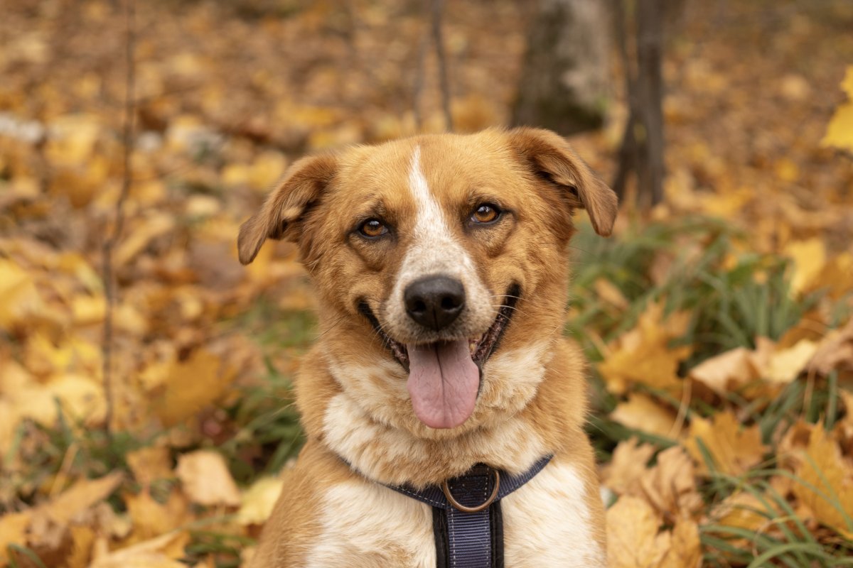 Элия из приюта Красная сосна