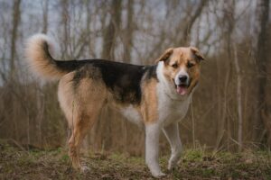 Хан из Красной сосны