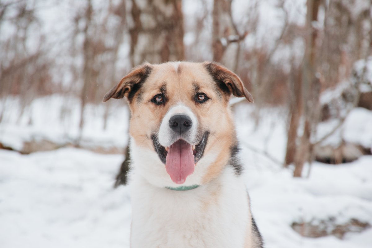 Хан из приюта Красная сосна
