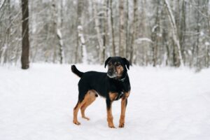 Рональд из Красной сосны