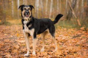 Шаби из Красной сосны