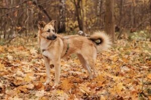 Шарки из Красной сосны