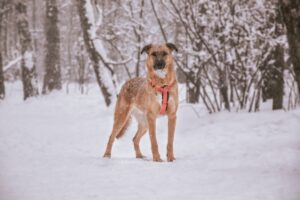 Тилль из Красной сосны