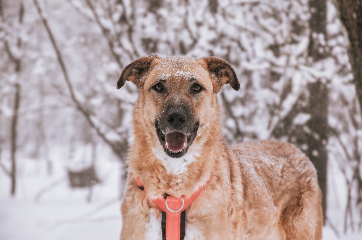 Тилль из приюта Красная сосна