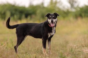 Амели из Зоо Дома