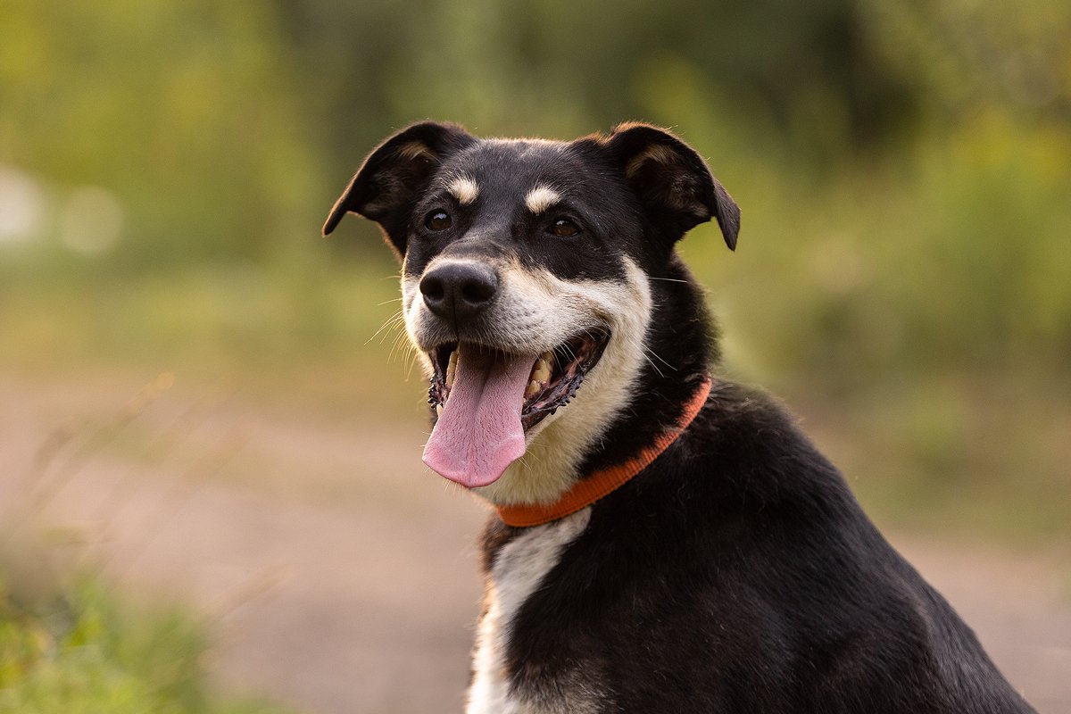 Амели из приюта Зоо Дом