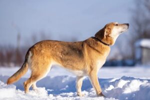 Аврора из Зоо Дома