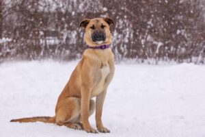 Берри из Зоо Дома