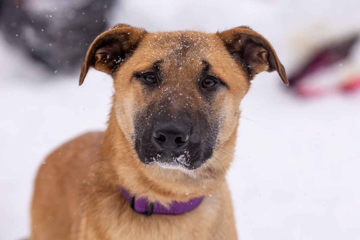 Берри из приюта Зоо Дом