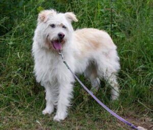 Броня из Зоо Дома