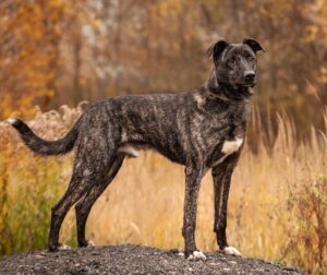 Дарк из Зоо Дома