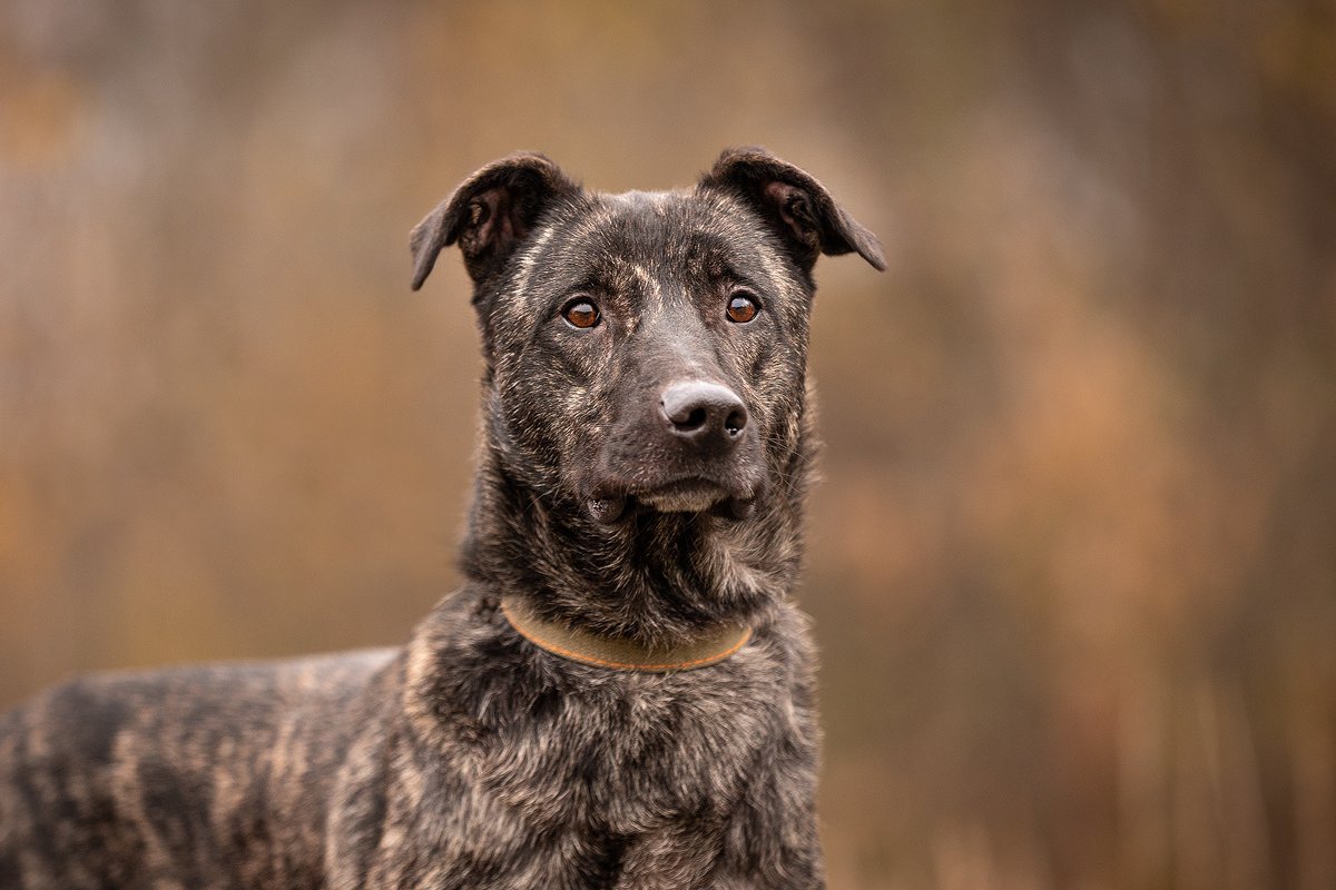 Дарк из приюта Зоо Дом
