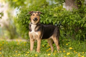 Линч из Зоо Дома