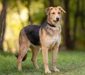 Лира из Зоо Дома