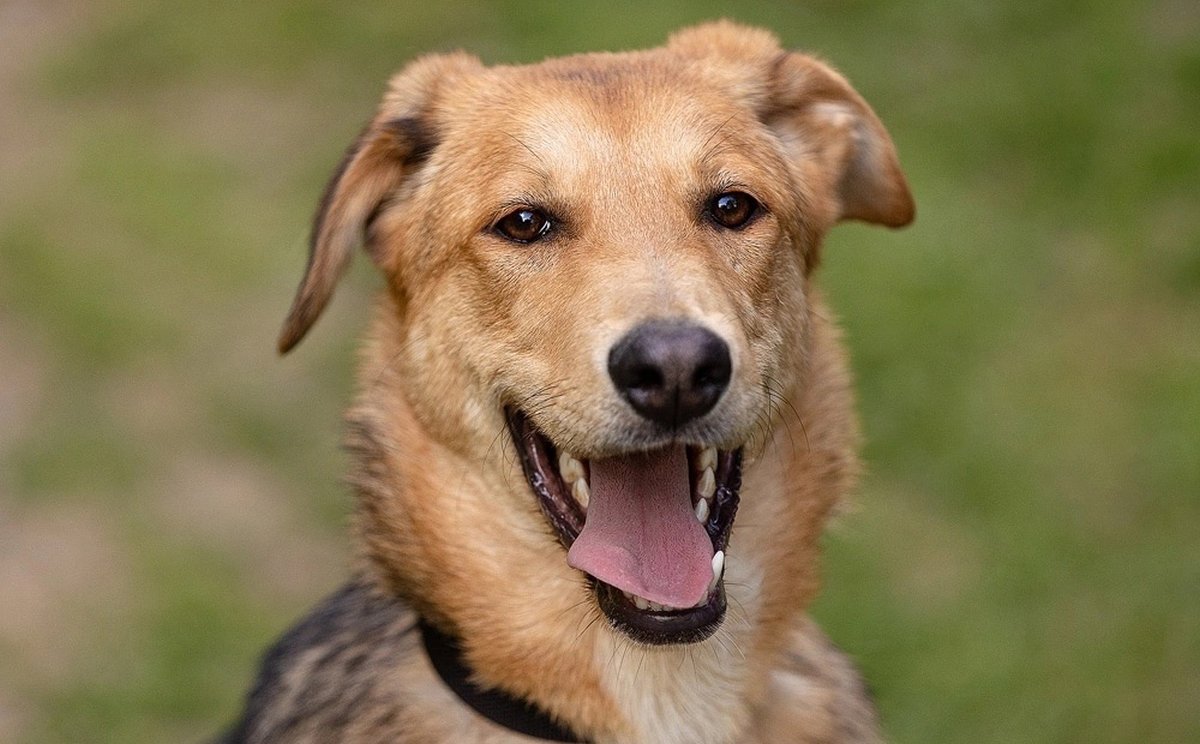 Лира из приюта Зоо Дом